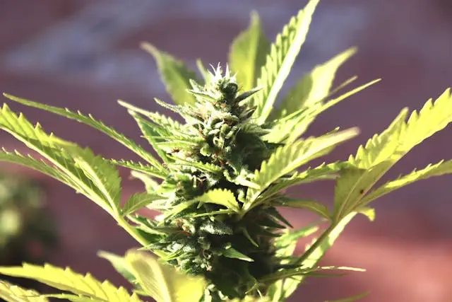 How Marijuana Can Damage the Thinking Process